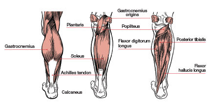 Muscular Function & Anatomy of the Lower Leg & Foot - Lesson