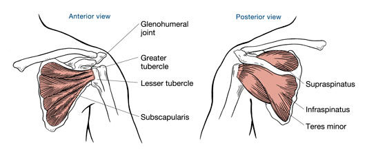 Shoulder Girdle or Shoulder Complex?