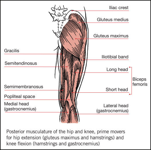 Hamstring Muscles Diagram Labeled