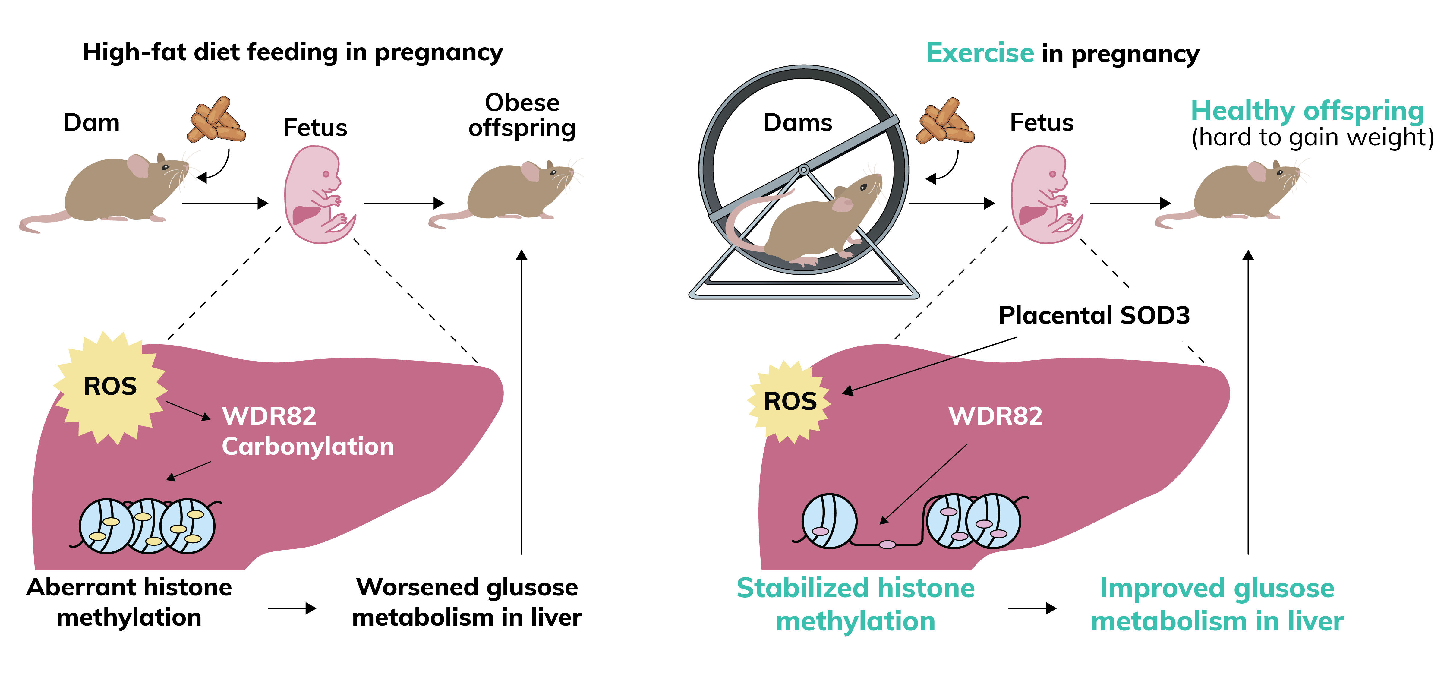 ACE - Certified™: May 2023 - Pregnancy and Postpartum Exercise