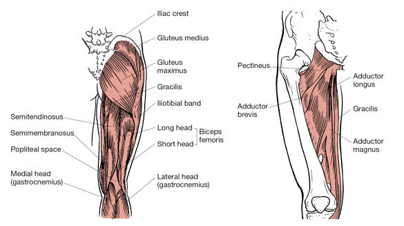 ACE - Certified™: November 2019 - Understanding the Barbell Hip Thrust