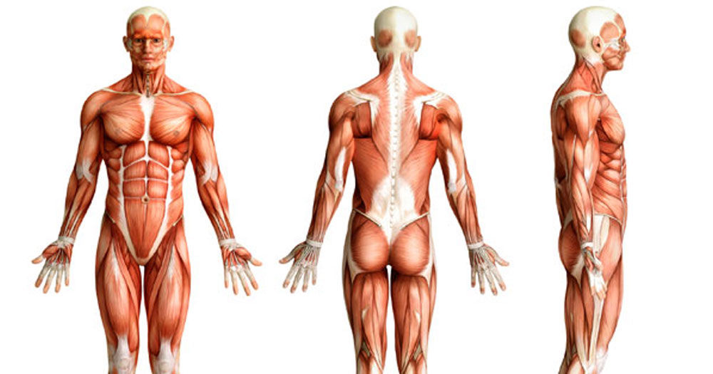 Practical Application of Functional Assessments: Static Postural Analysis