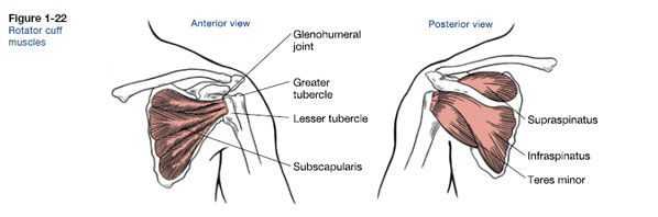 shoulder flexion muscles