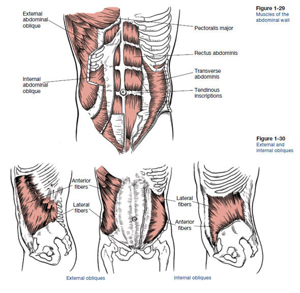 Abdominal muscles