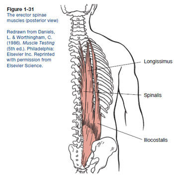 core muscles anatomy