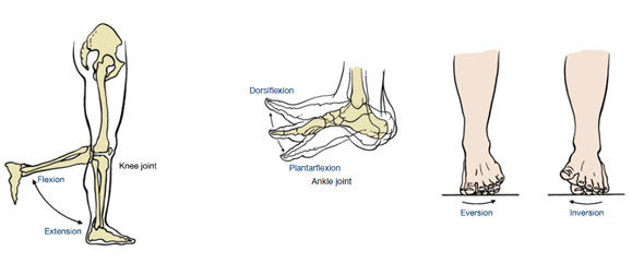 Flexion and extension movements of the leg about the knee joints