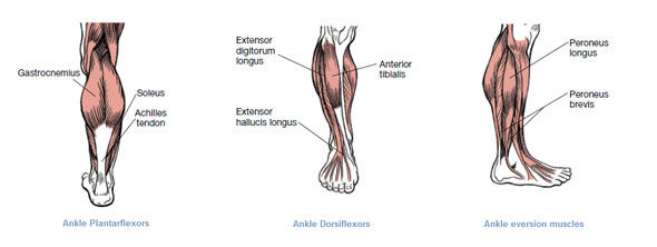 Muscles of Left Leg Front and Back