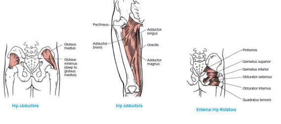 hip internal rotator muscles