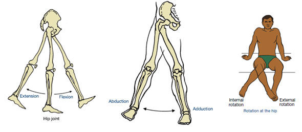 Hip joint: Bones, movements, muscles