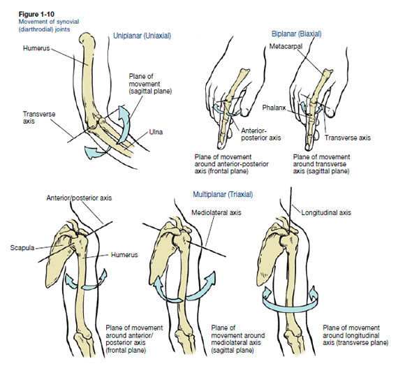 longitudinal axis and transverse axis