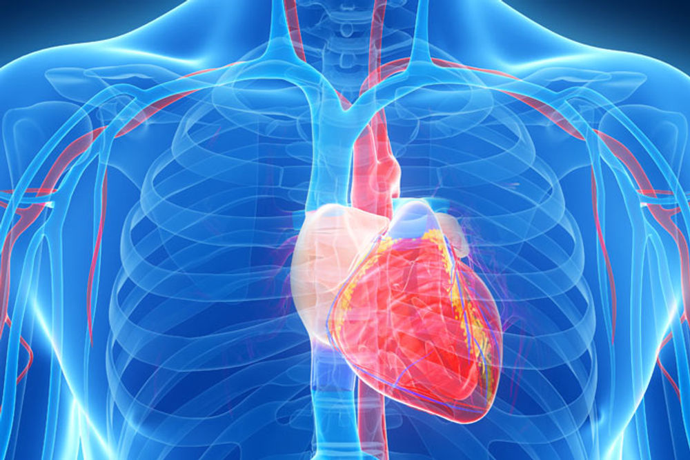 Heart Disease: What You Need To Know