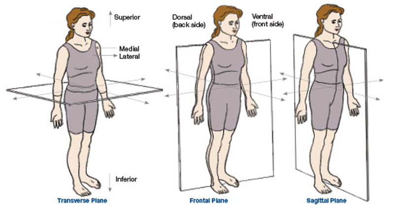 sagittal plane movements