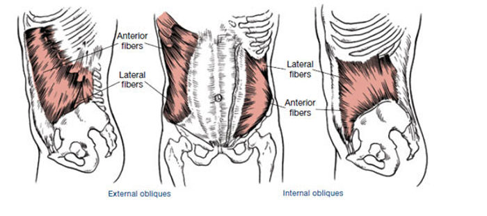 core muscles of the body