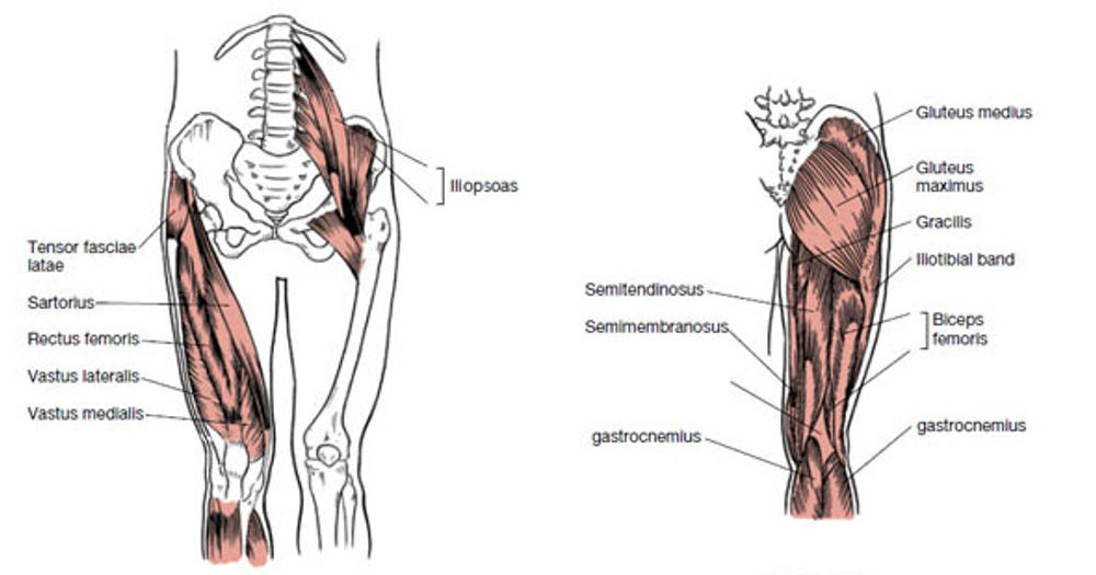 Muscles That Move the Leg