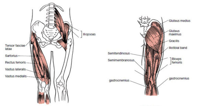 Which muscles are involved in flexion and extension of the leg?