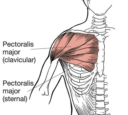 Chest Anatomy  All About the Chest Muscles