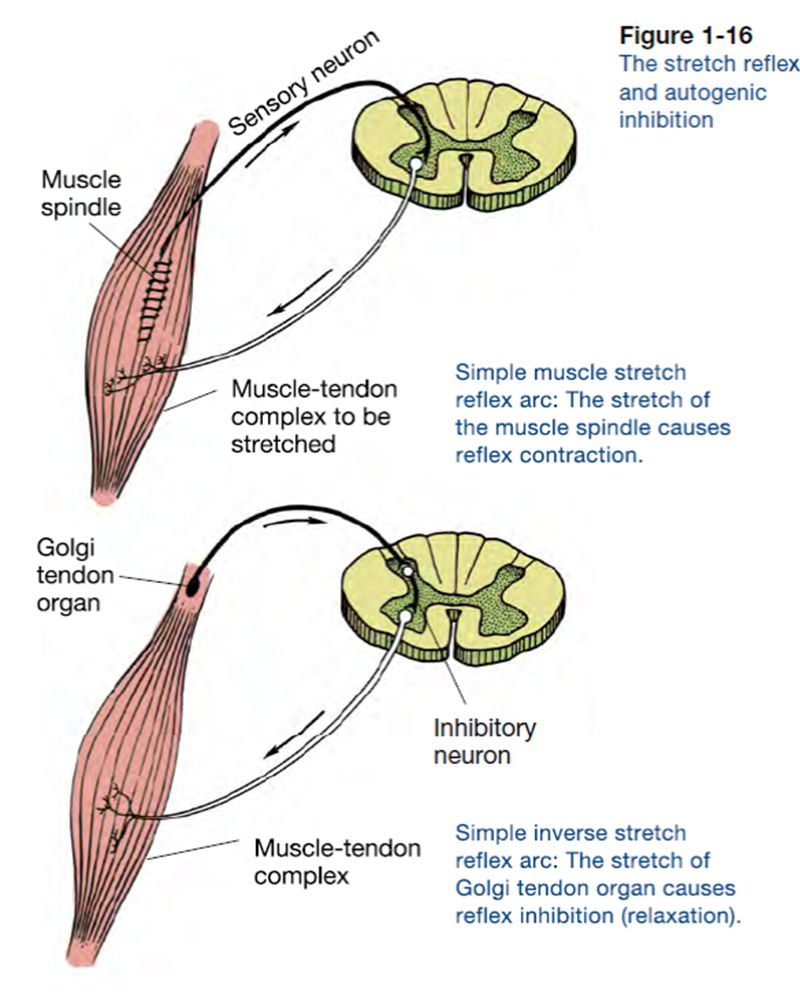 Re:Flex – R+D Body