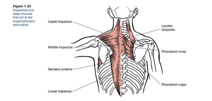 Muscles That Move the Scapulae