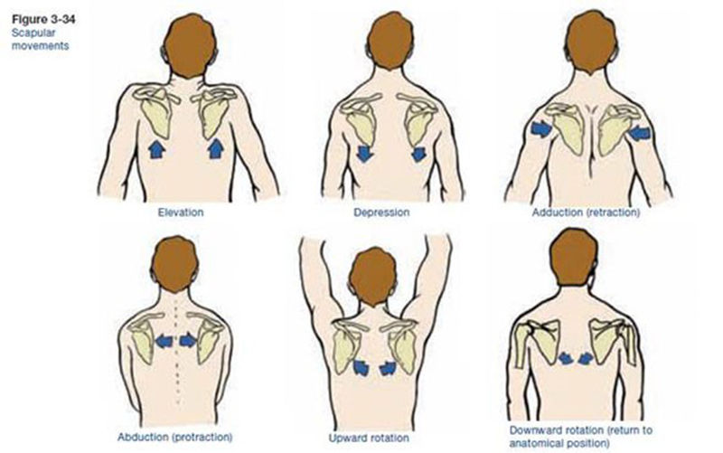 shoulder girdle movements