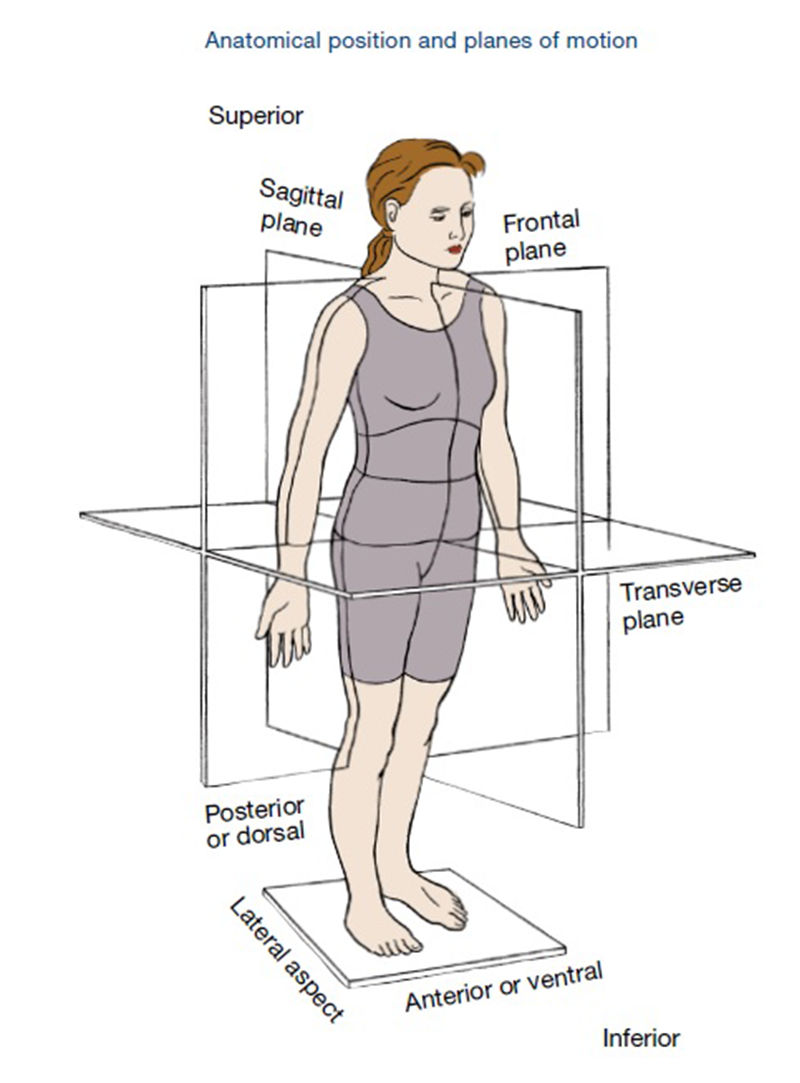 Overview of the processed model of the left leg and position of