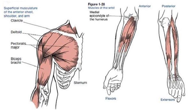 Solved Biceps Radius riceps Ulna Humerus Both the biceps