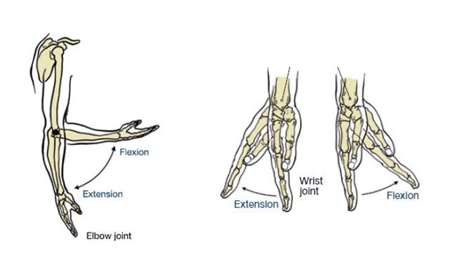 flexion and extension of arm