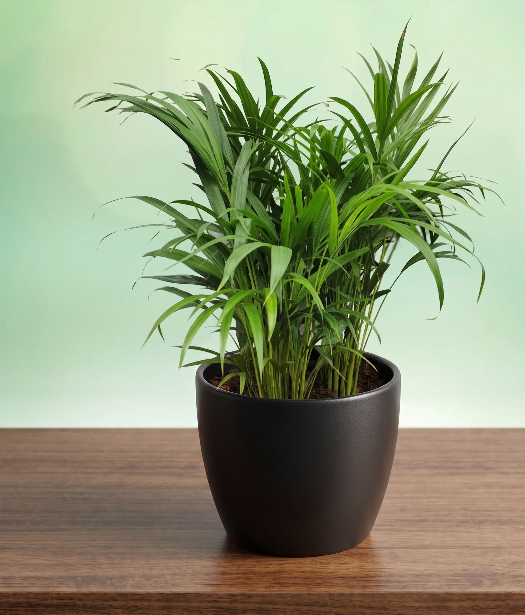 Dwarf Areca