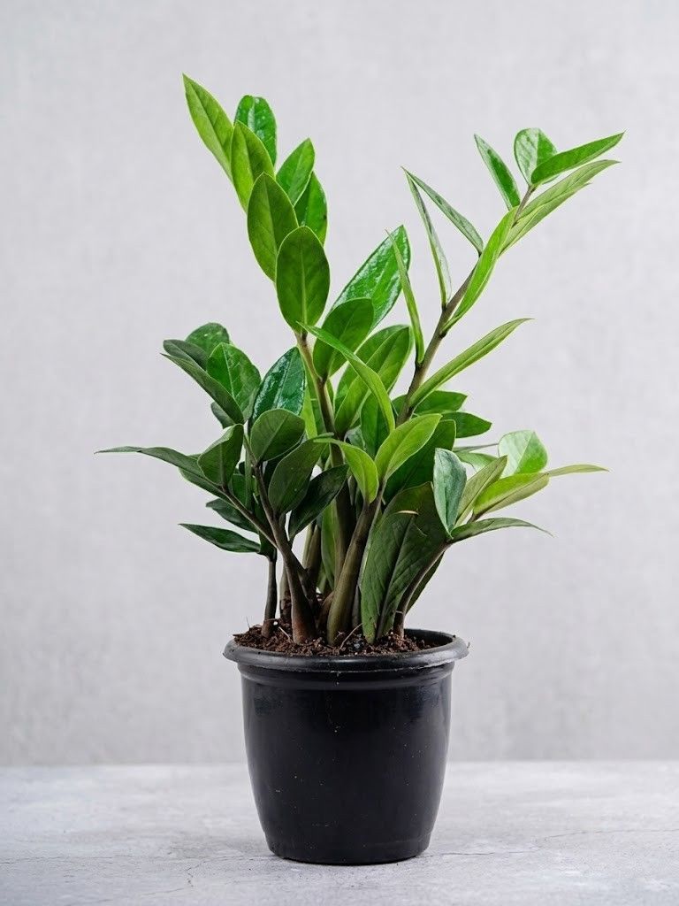ZZ Plant Green
