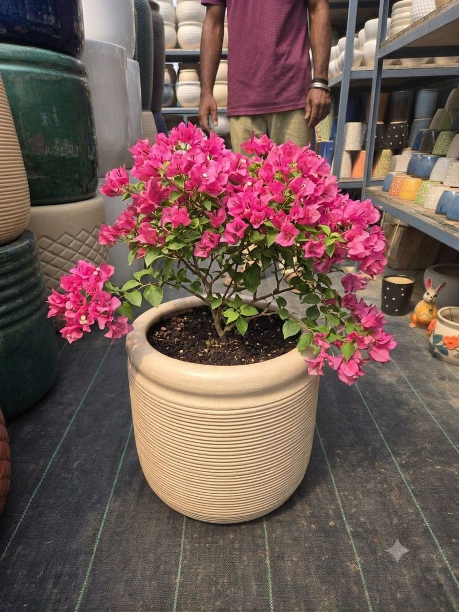 Ceramic Pot - 14 inch