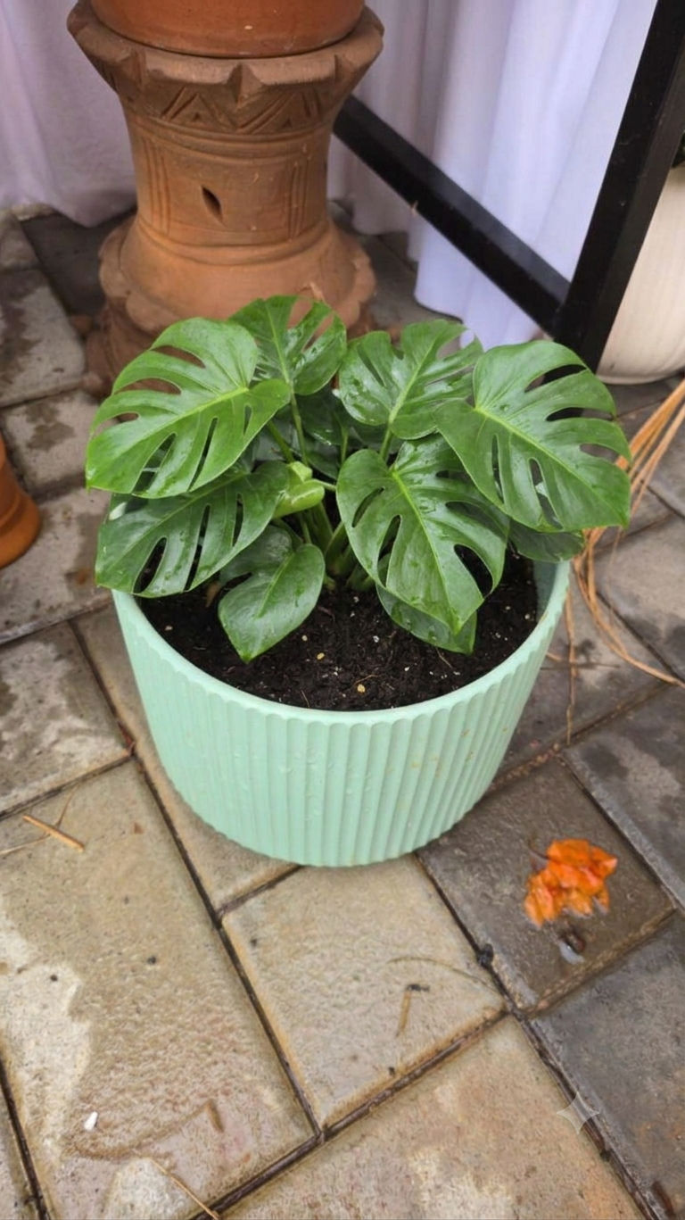 China Ceramic Pot - Green, 8 inch