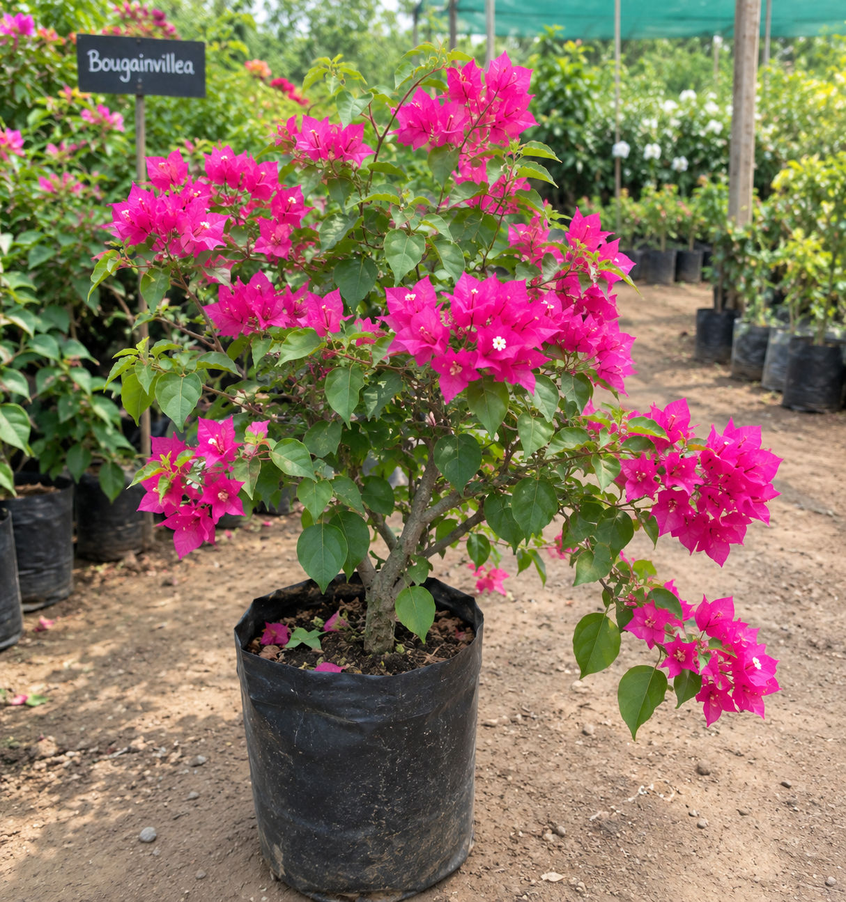 Pink Bougainvillea