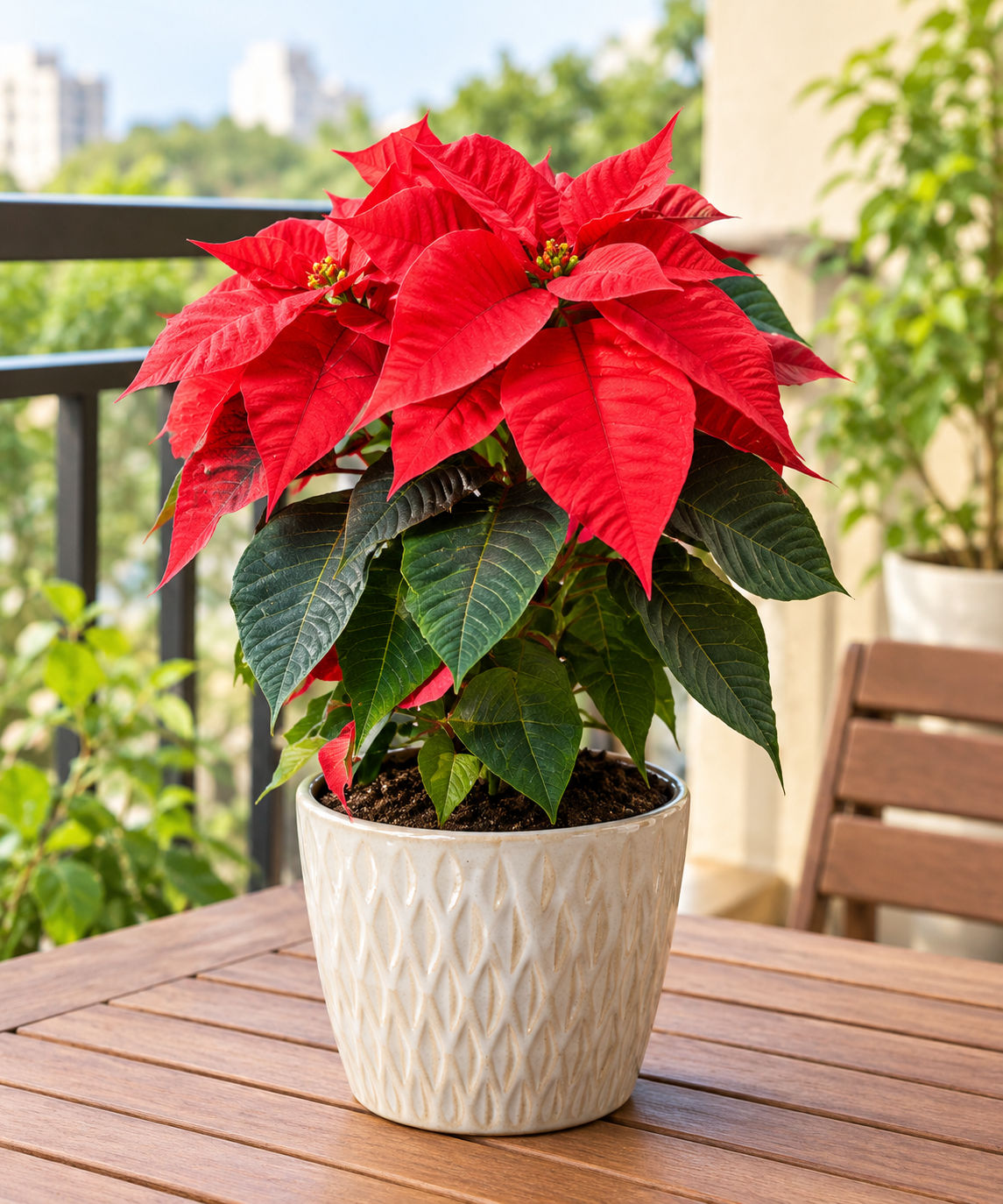 Red Poinsettia