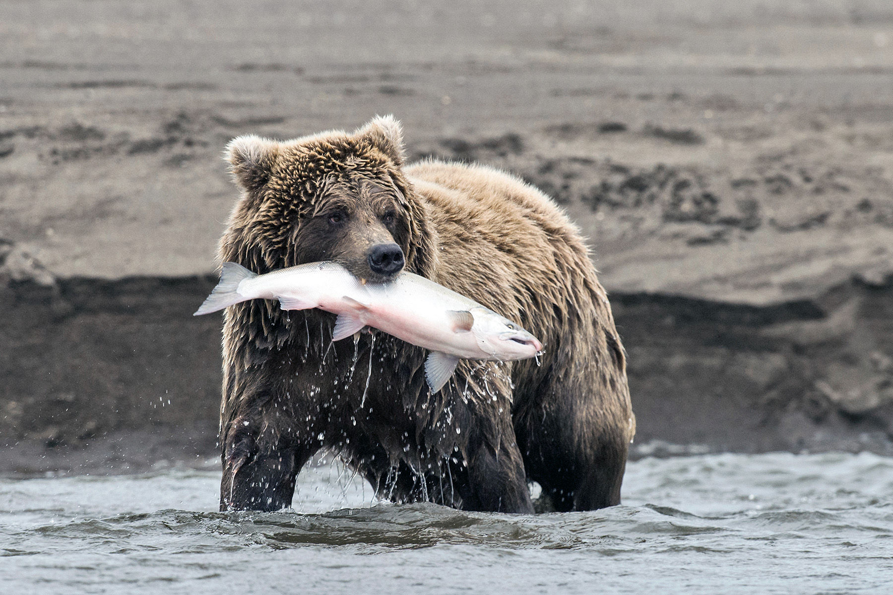 Bear with salmon