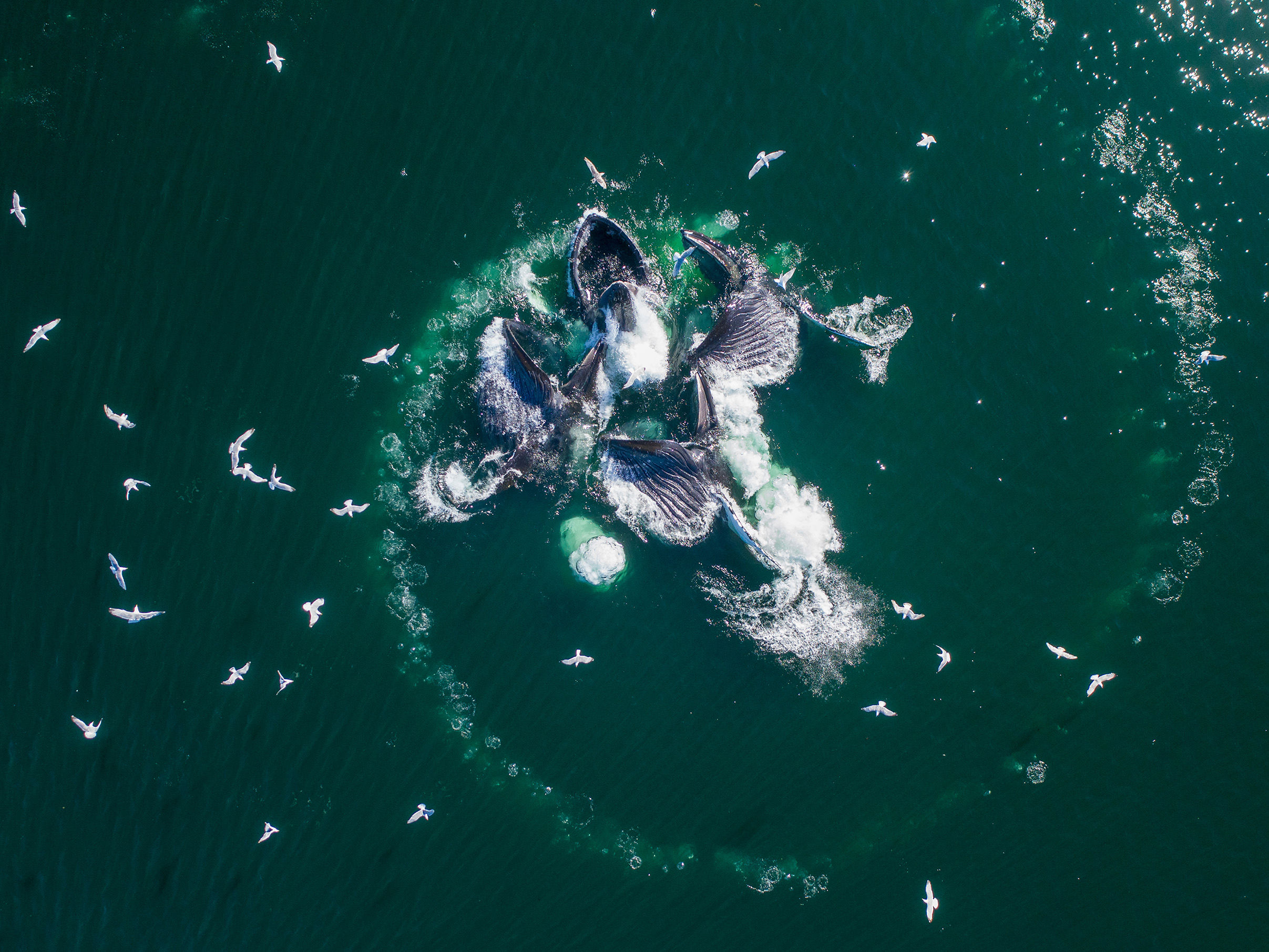 Humpback whales feeding