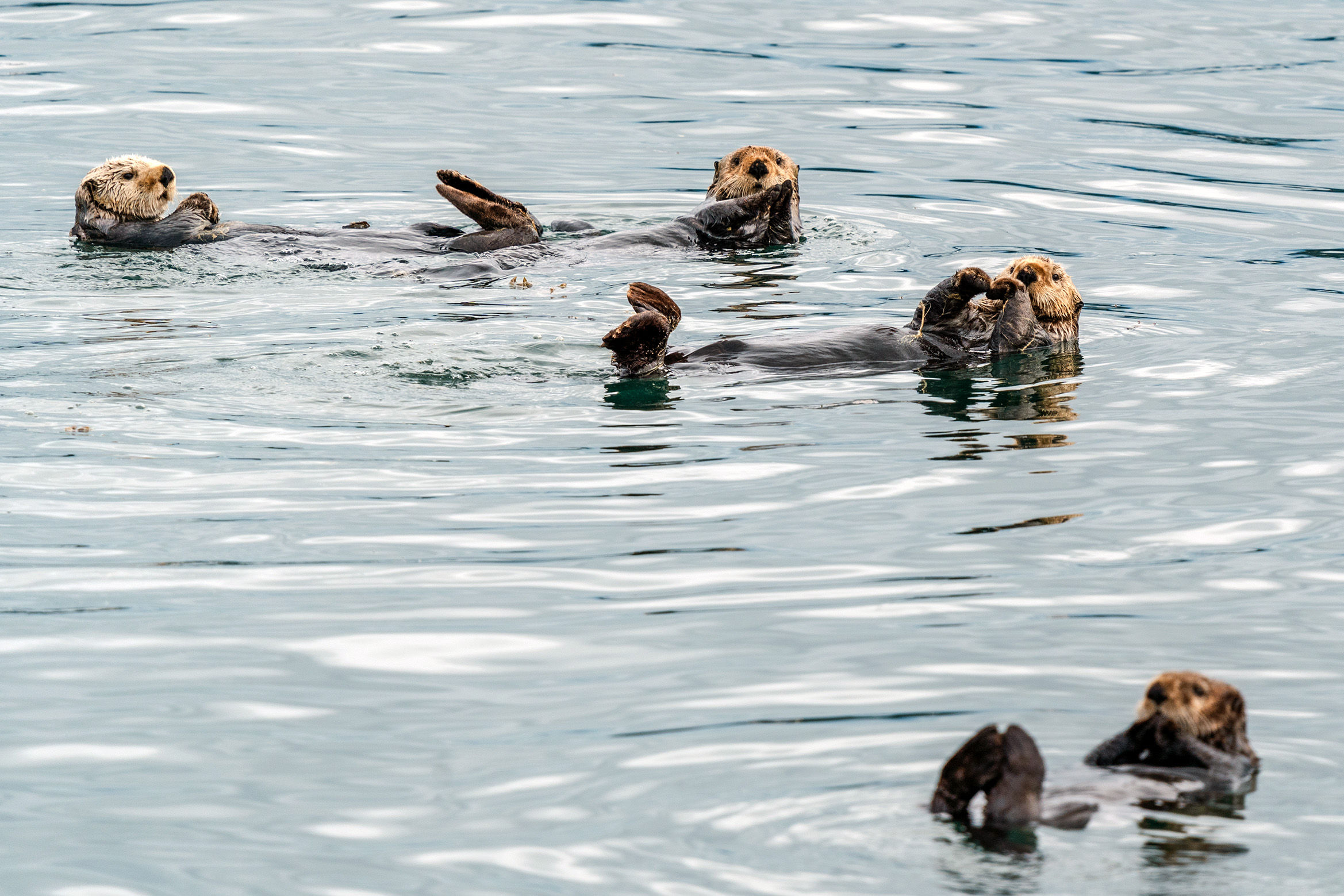 Otters in Glacier Bay National Park