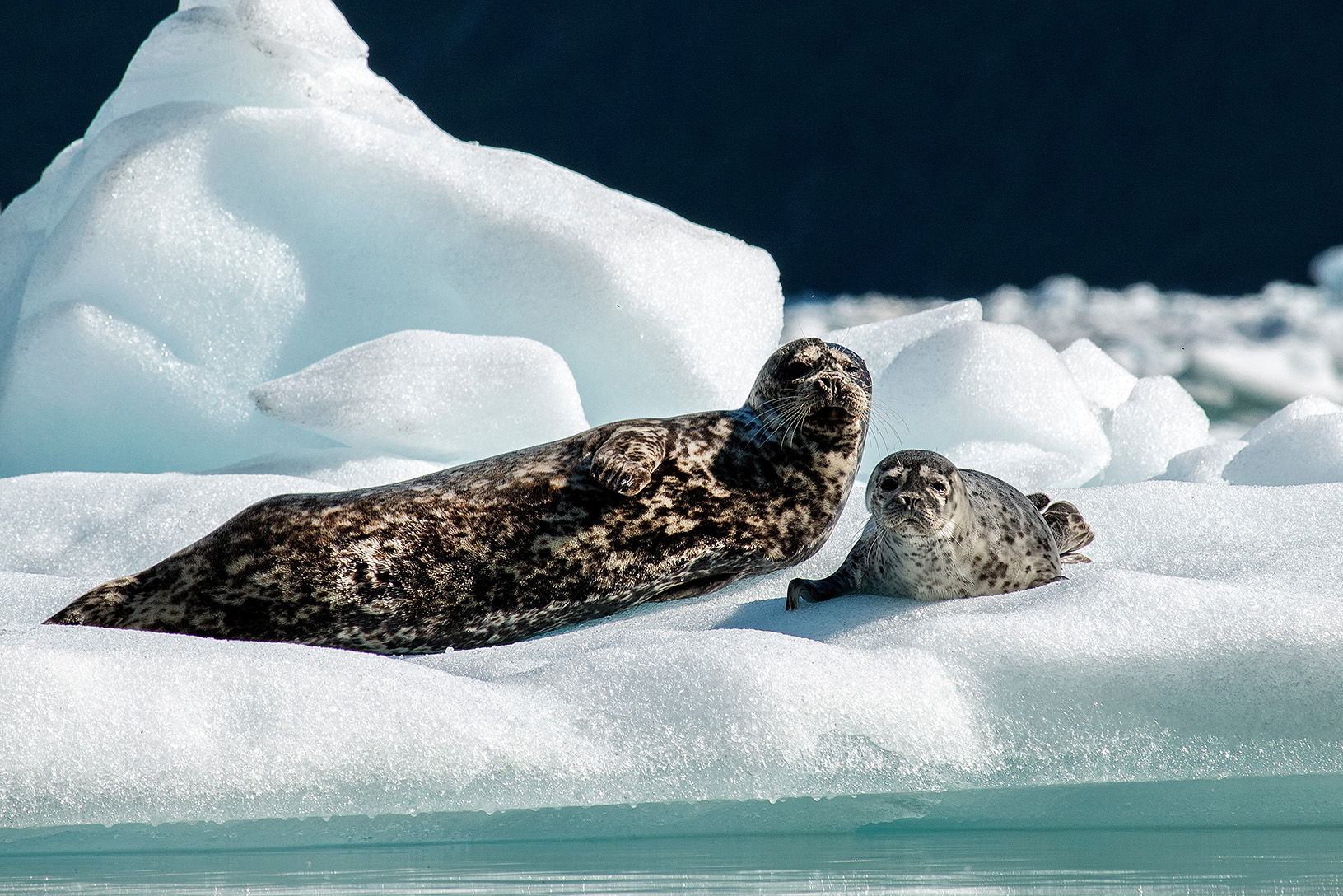 Seals in Tracy Arm, Alaska