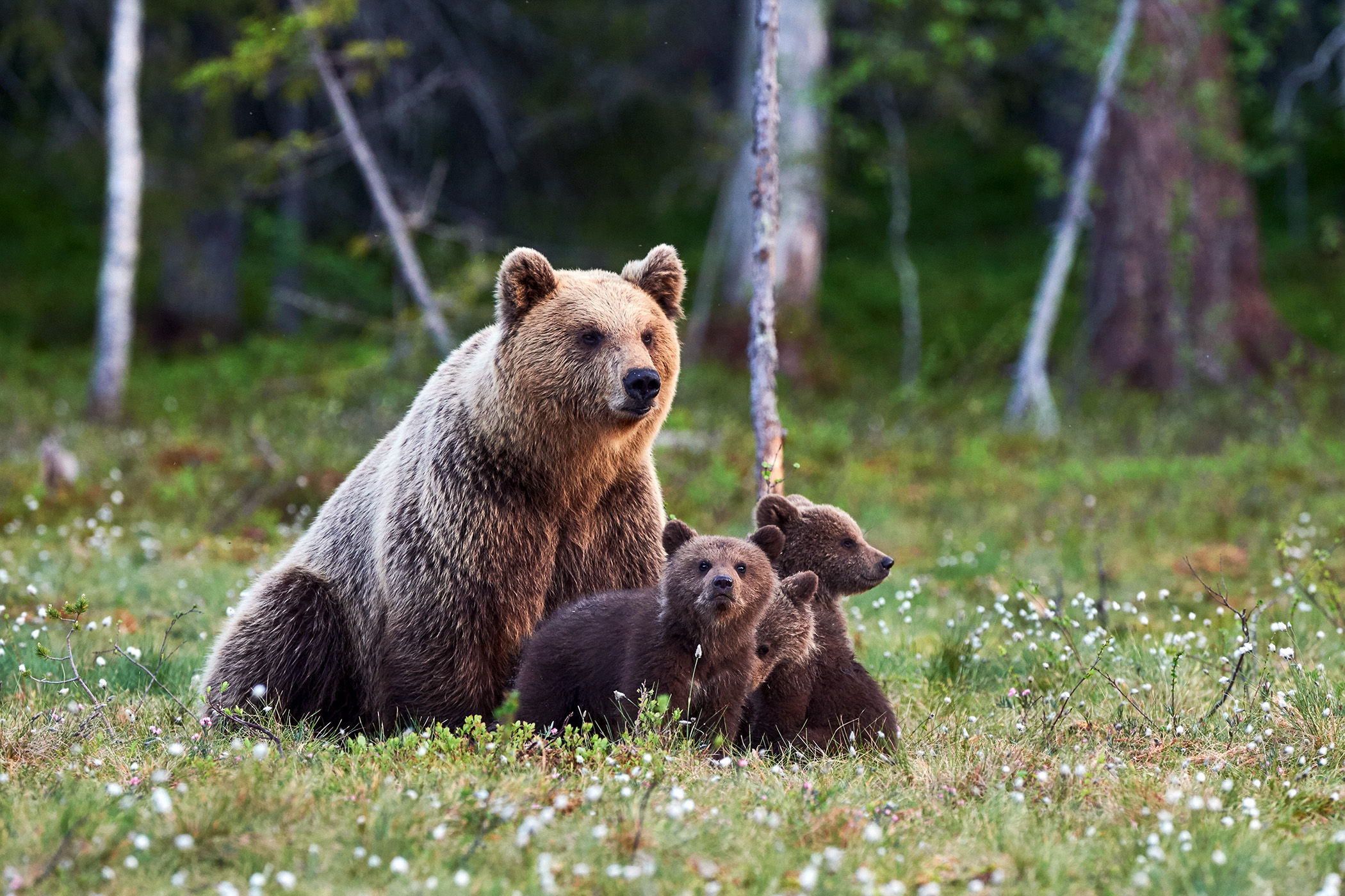 Brown bear and her cubs, Alaska