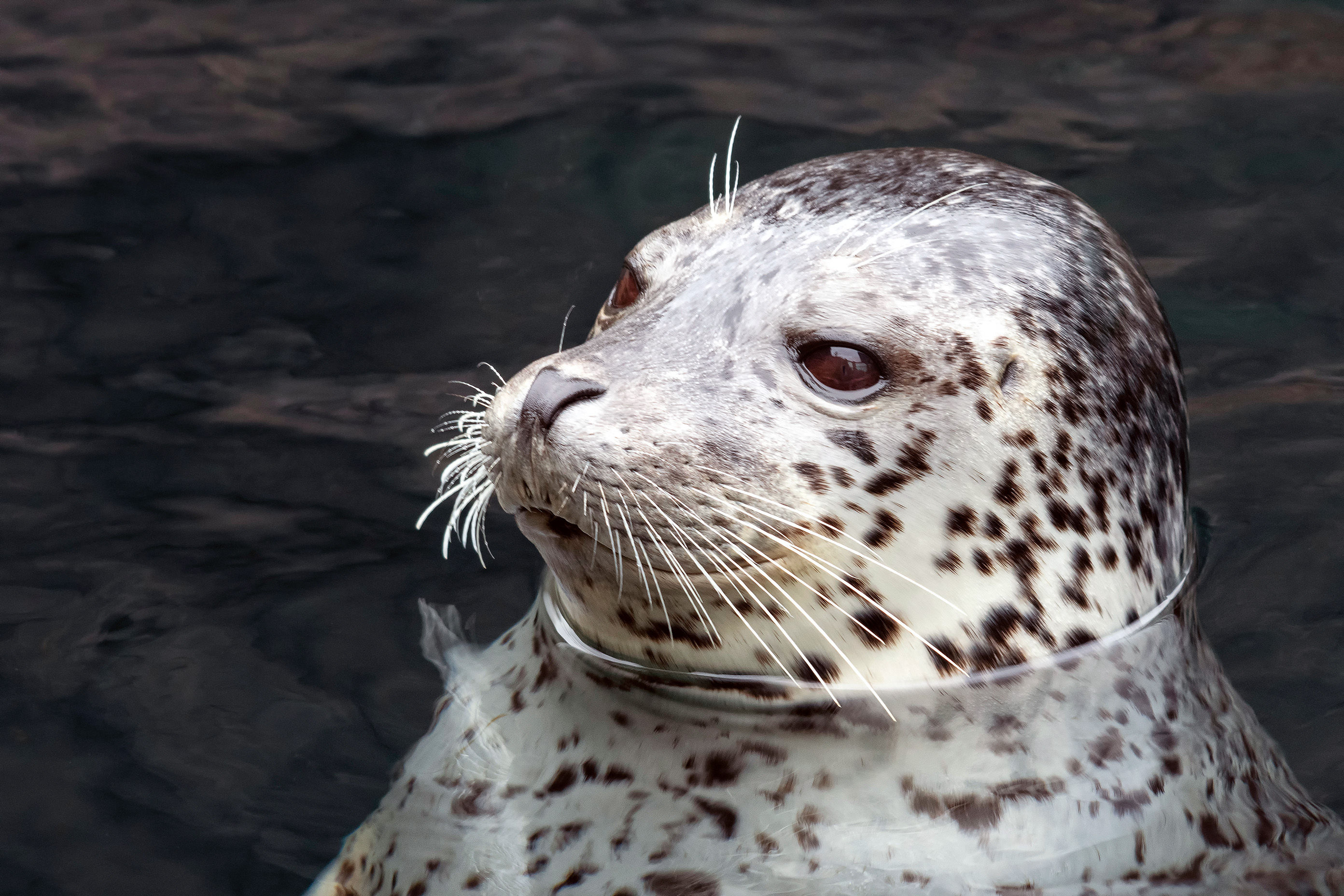 Harbor Seal, Alaska