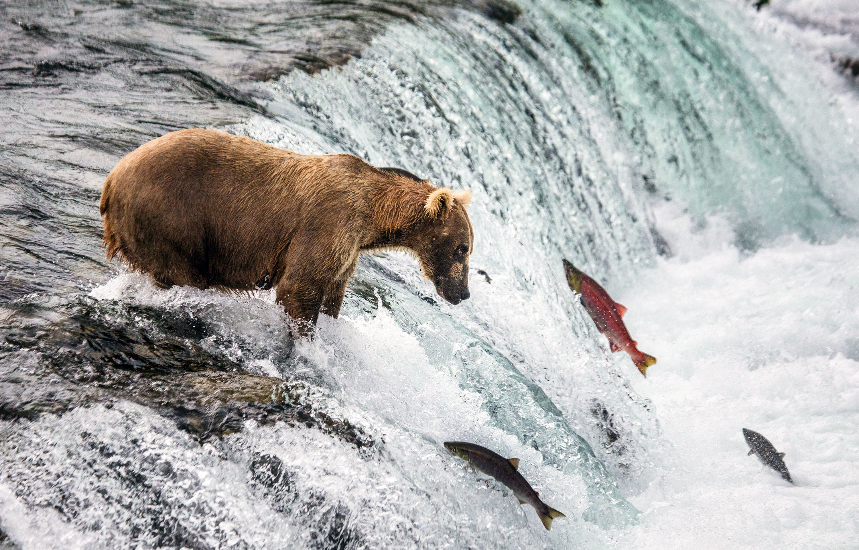 Brown bear catching salmon