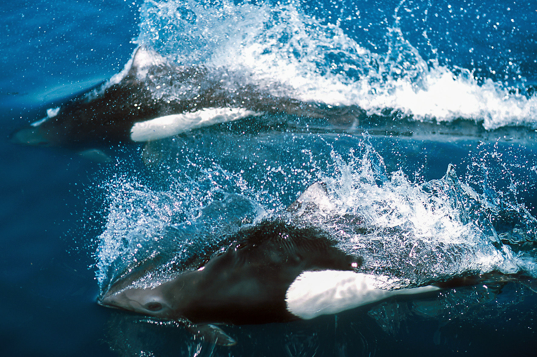 Dall's porpoises breaching the surface