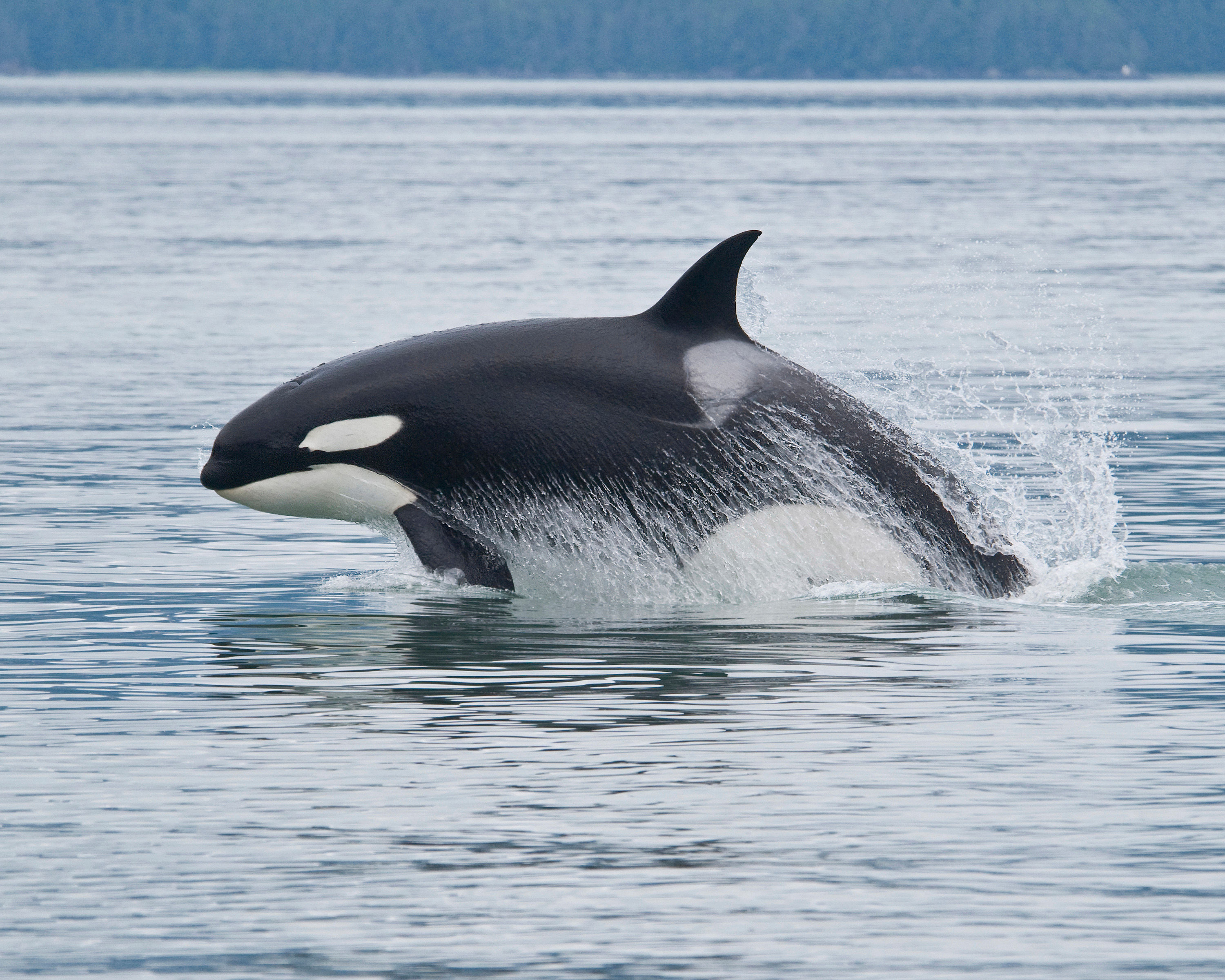 Orca breaching in Alaska