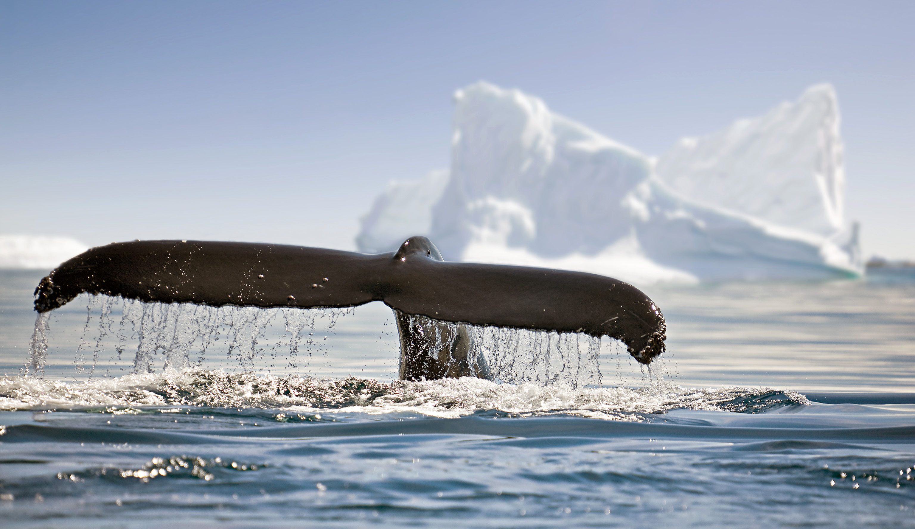 Humpback whale's tail