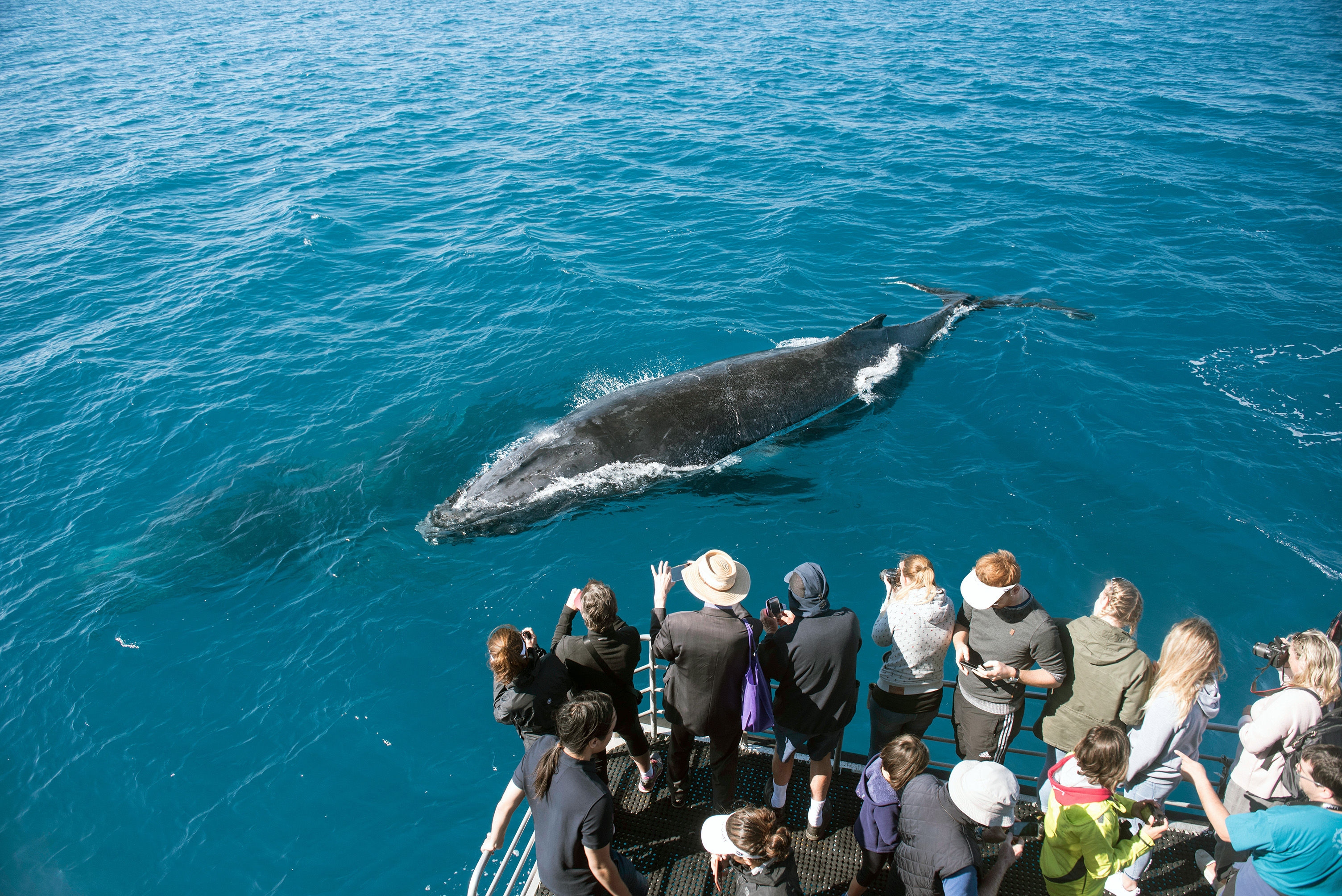 Whale watching from a small cruise ship