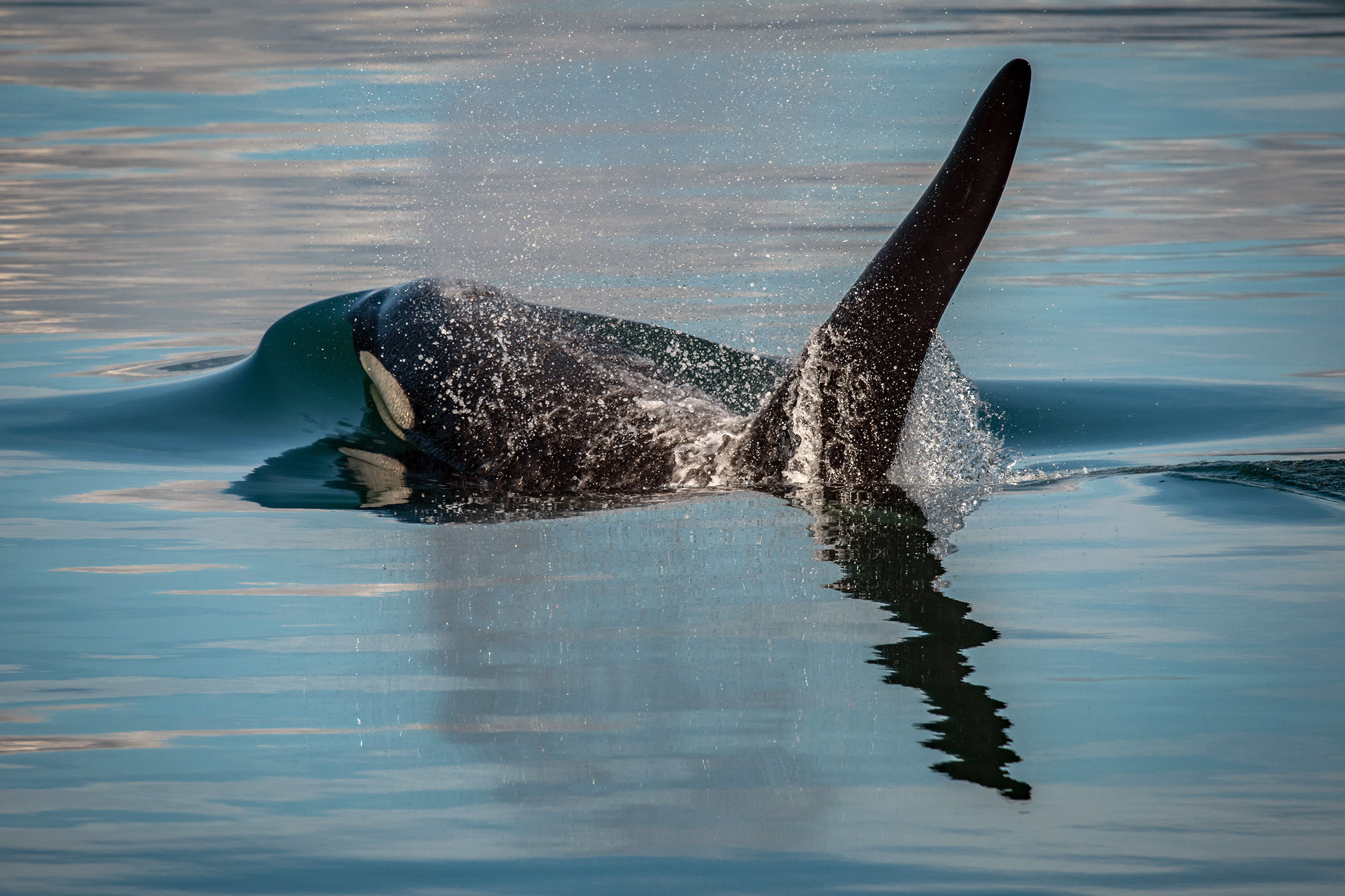 Orca, a.k.a. "killer whale"