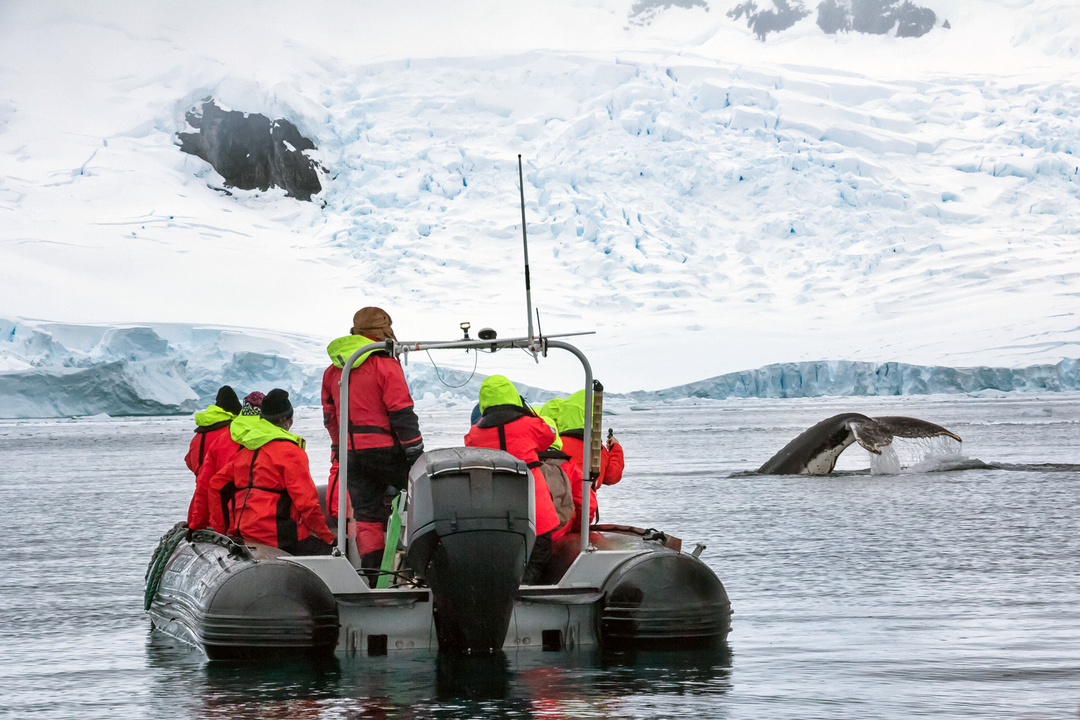Whale watcing up close