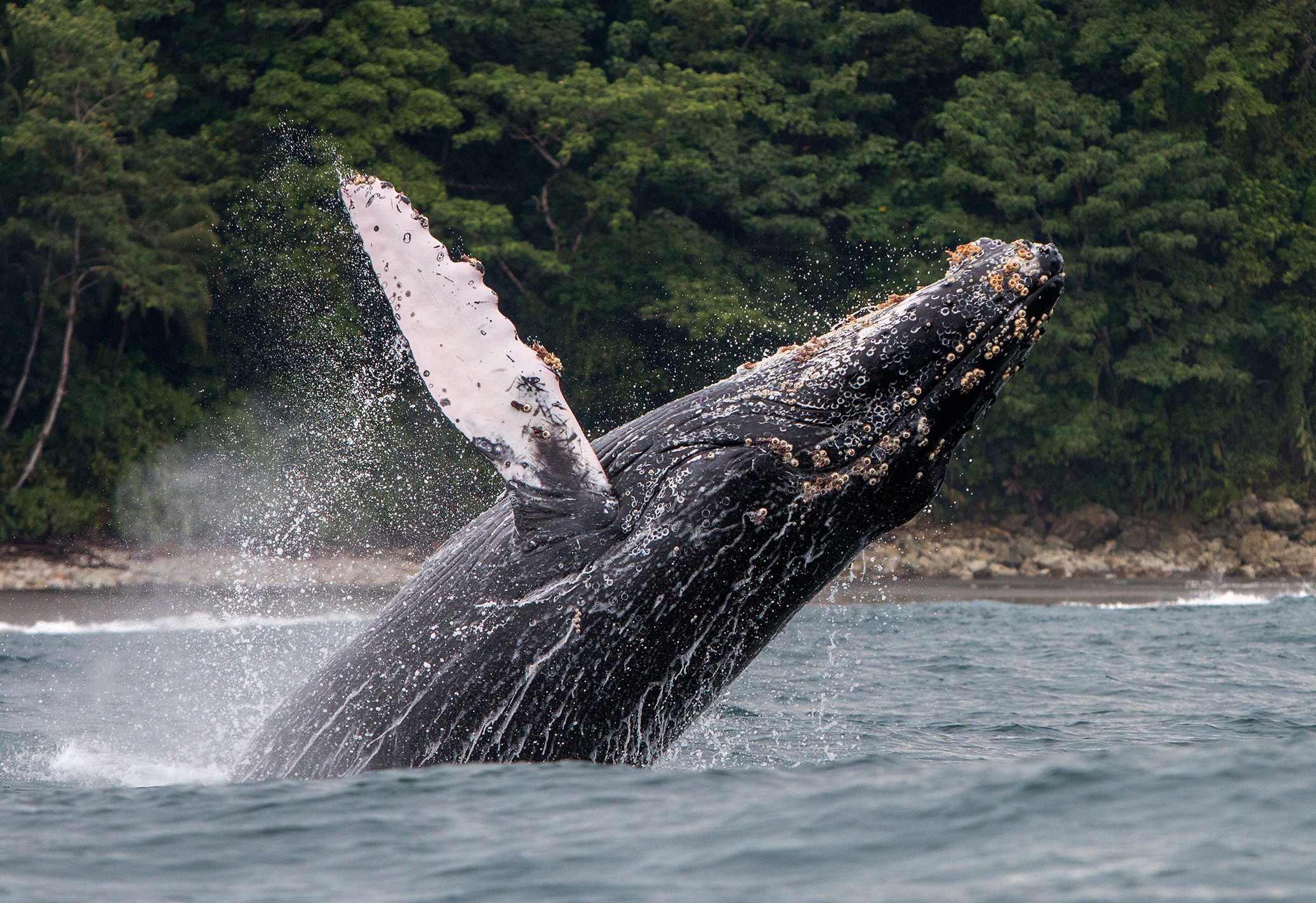 Humpback whale breaching