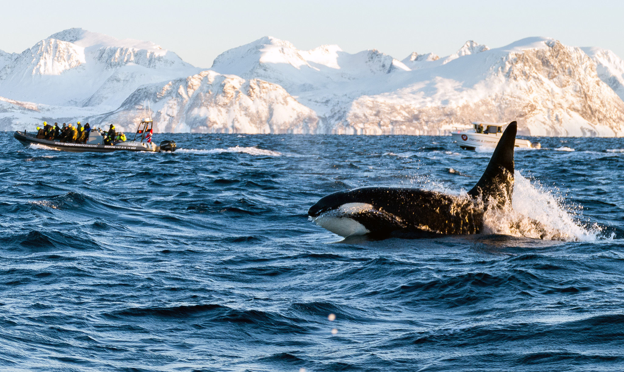 Orca breaching close to a boat
