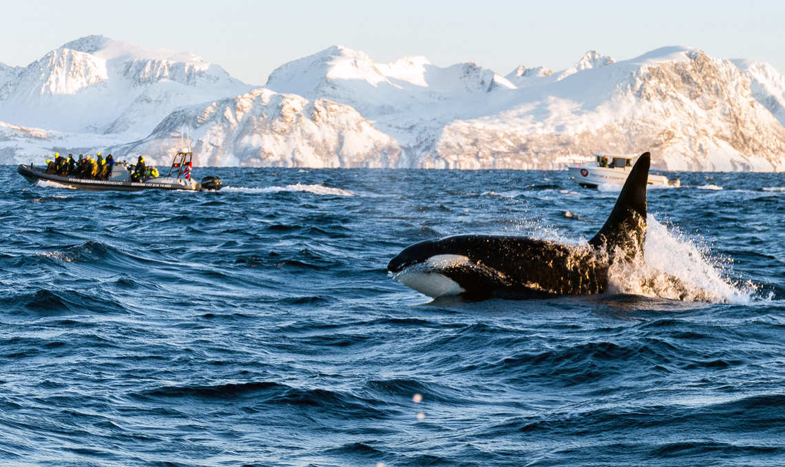 Orca breaching close to a boat
