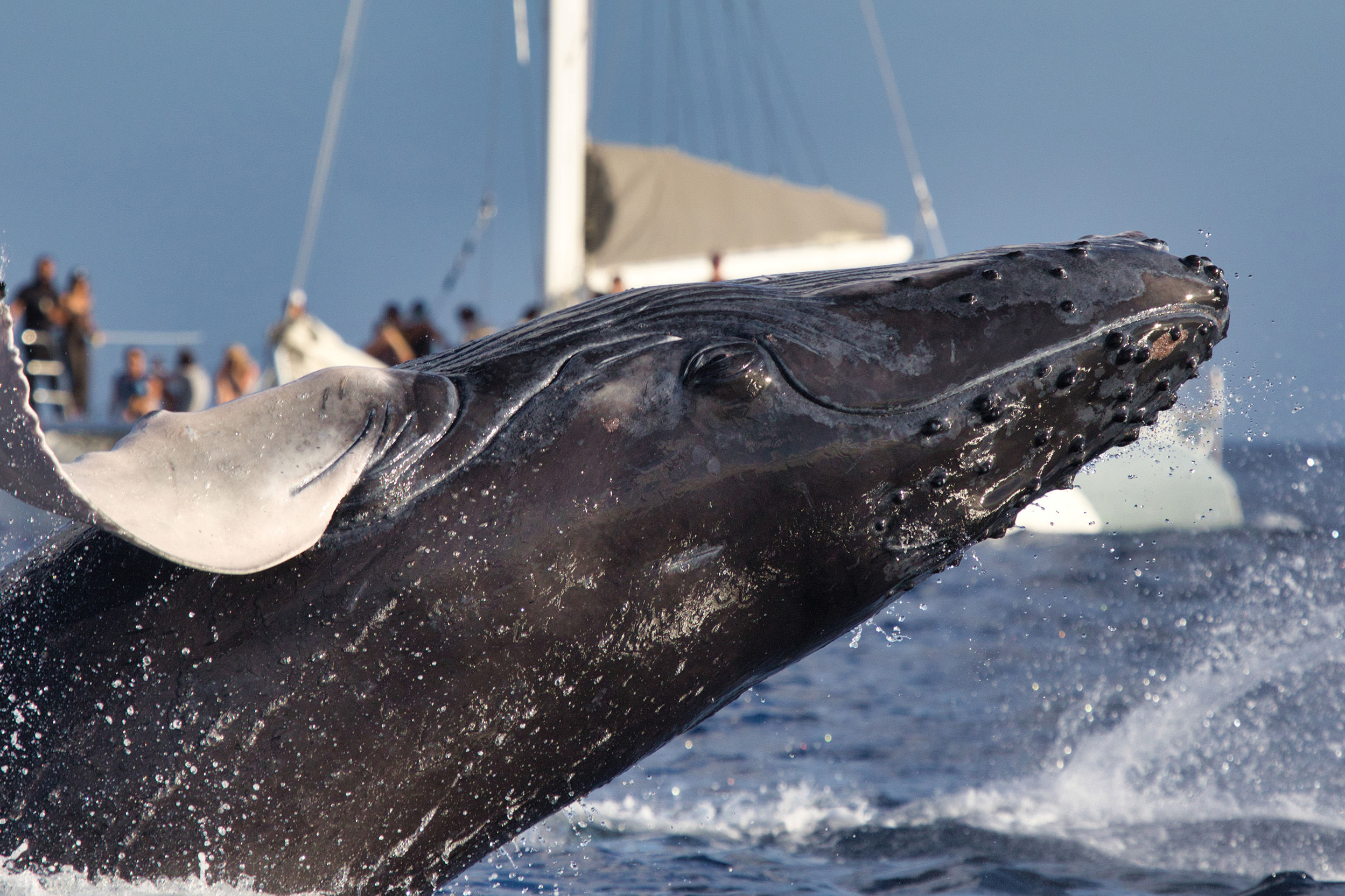 Humpback calf breaching near a catamaran