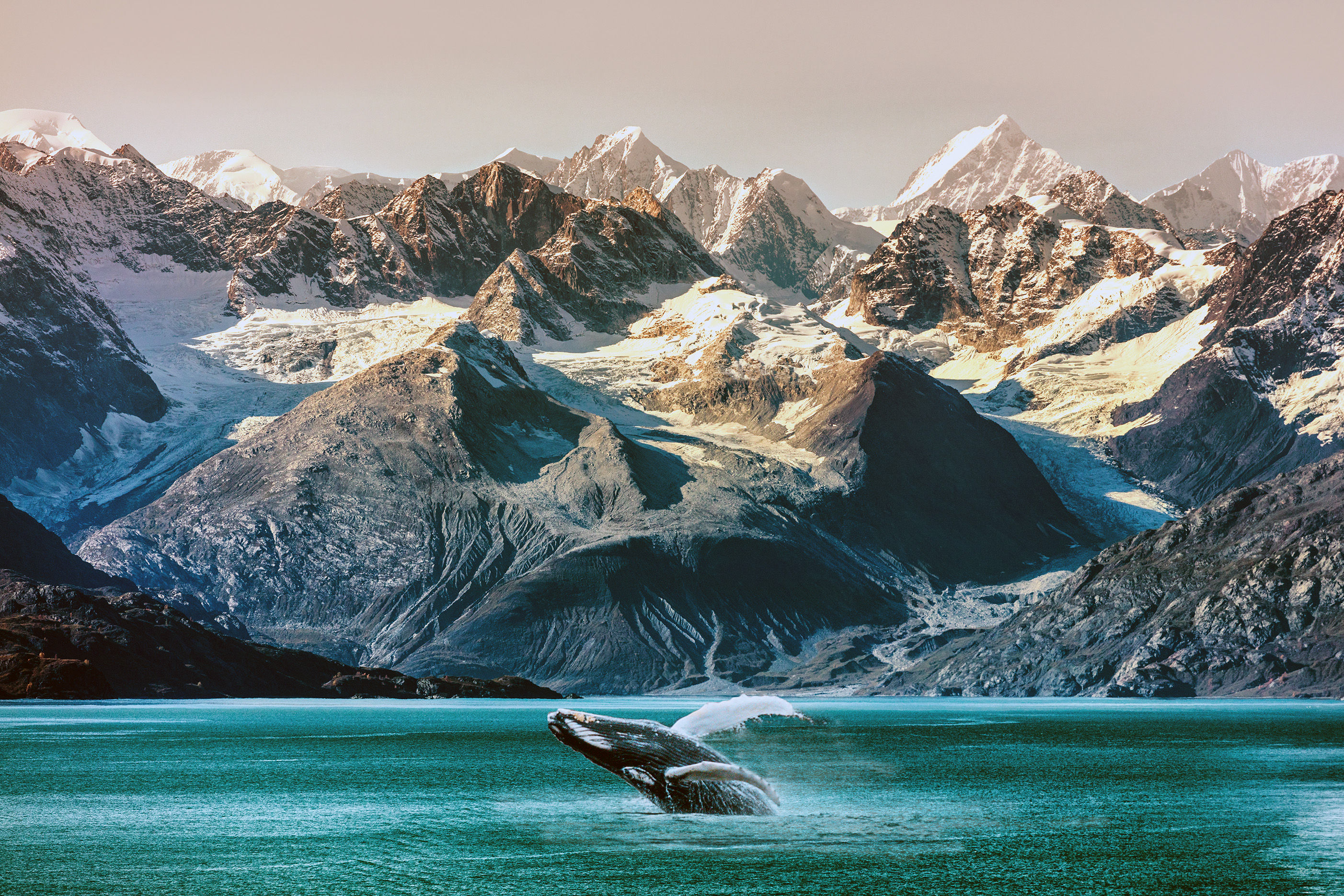 Humpback whale breaching in Alaska